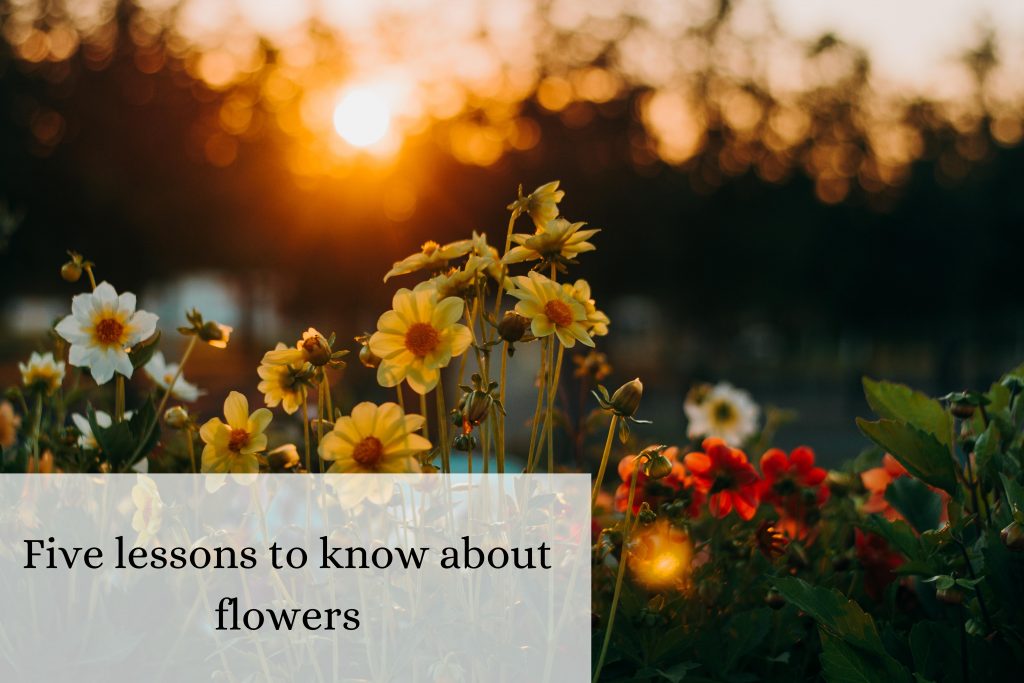 Five lessons to know about flowers