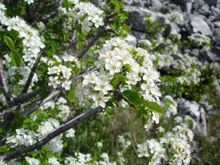 Benefits of Prunus Mahaleb Health Effects