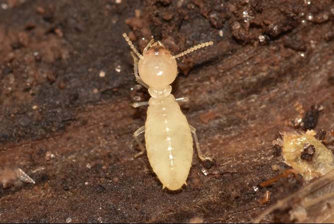 Termites: Signs and Prevention