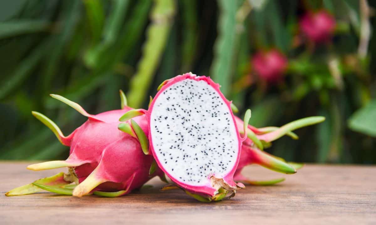 dragon fruit