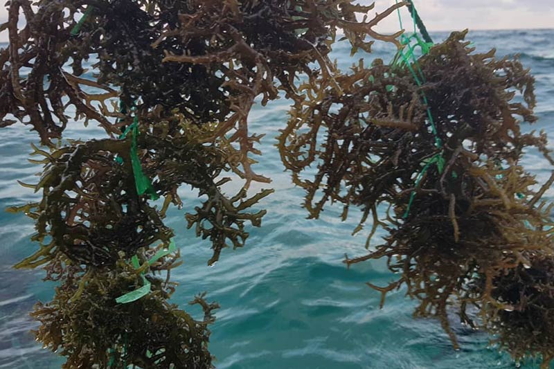 Sea Moss Supplements