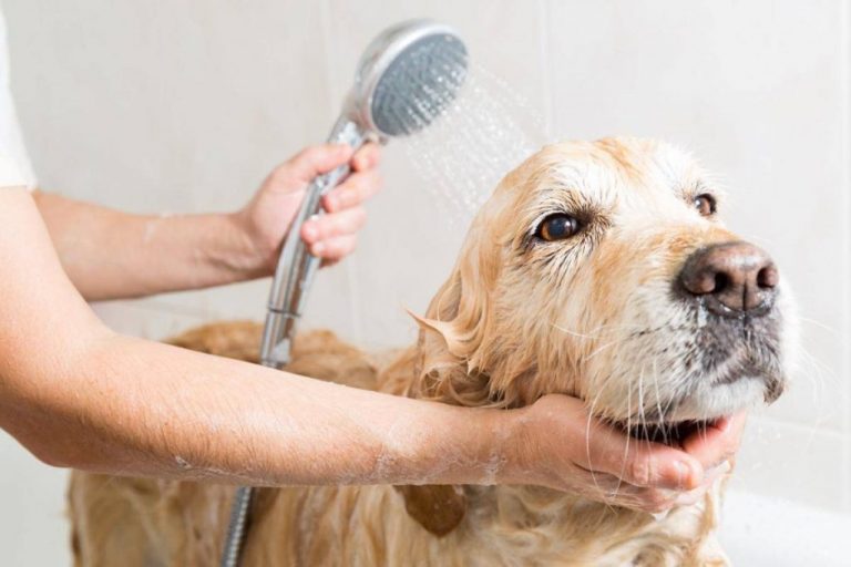 How to Choose the Best Dog Shampoo for Dry Skin?