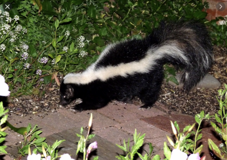 Things to keep in mind while skunk removal