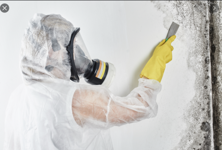 Three Key Tips To Hire A Professional Mold Removal Company