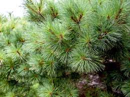 How long does it take to grow a pine tree? Introduction to pine trees