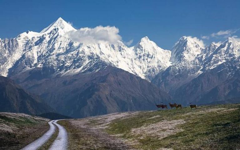 In the west Himalayan, Uttarakhand: the state park of vegetation