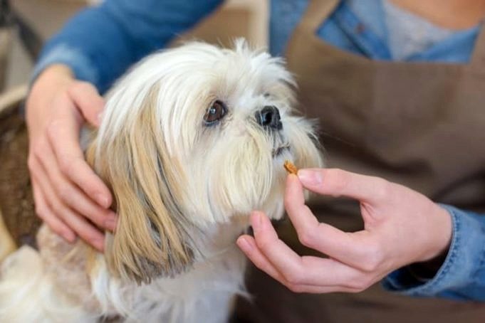 Benefits Associated With Joint Vitamins for Dogs