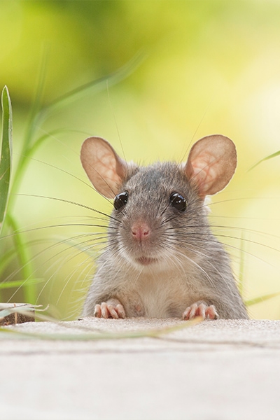 Why You Must Make Use Of Pest Control Solutions At Your Residence