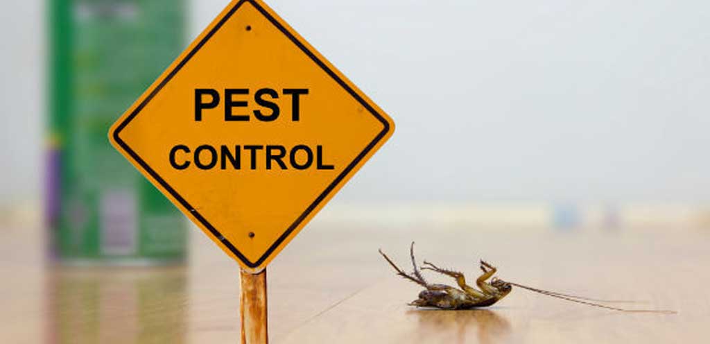 Safe pest control in Dubai