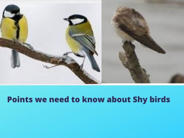 Points we need to know about Shy birds: Do birds sleep?