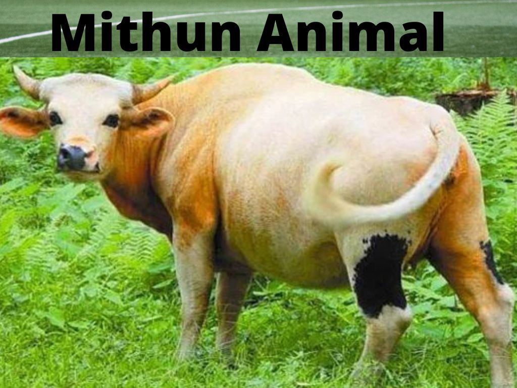 Mithun Animal