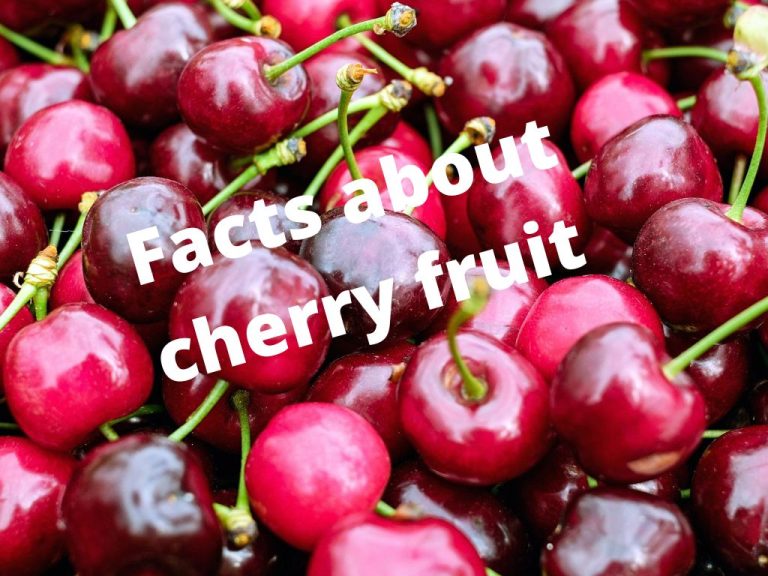 Facts about cherry fruit: Cherry fruit benefits