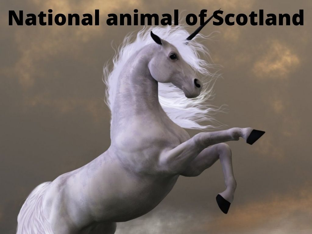 national animal of Scotland