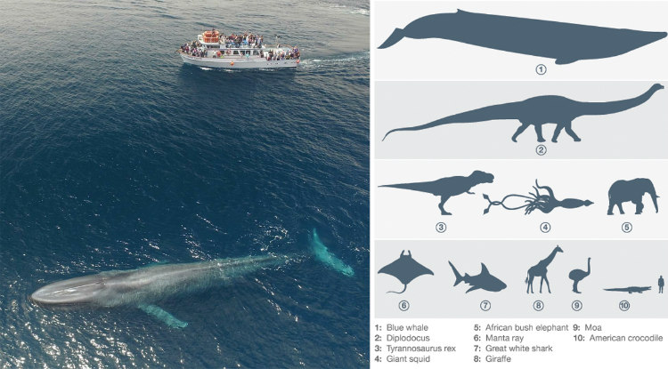 Information About Blue Whales