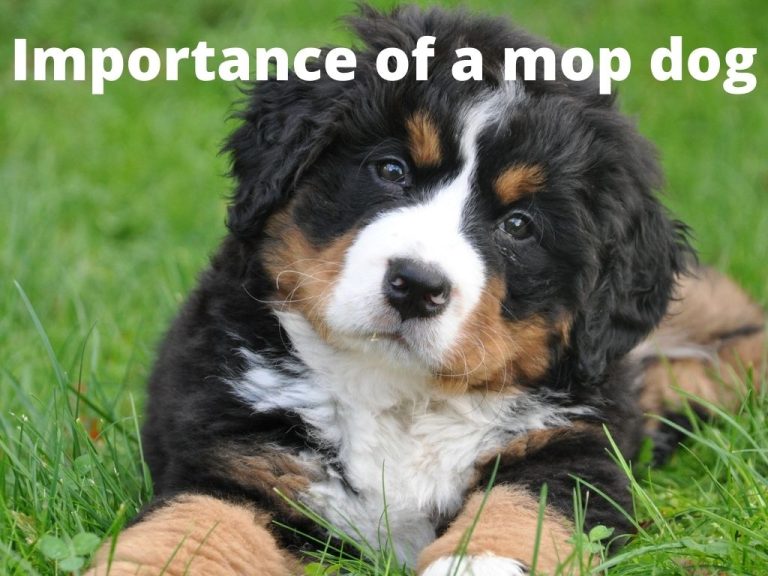 Importance of a mop dog: Why should we have one?