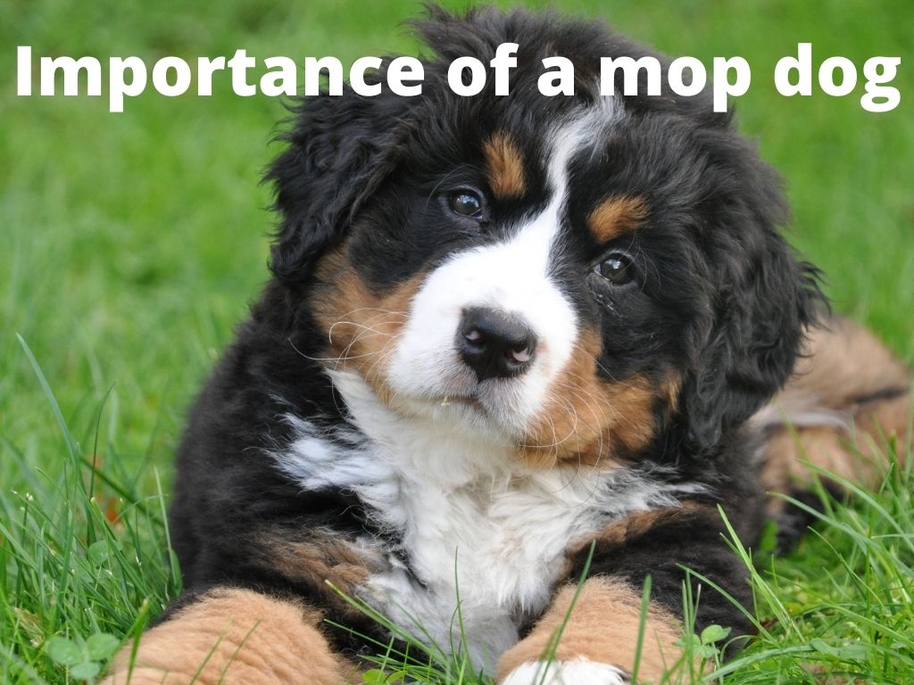 mopdog