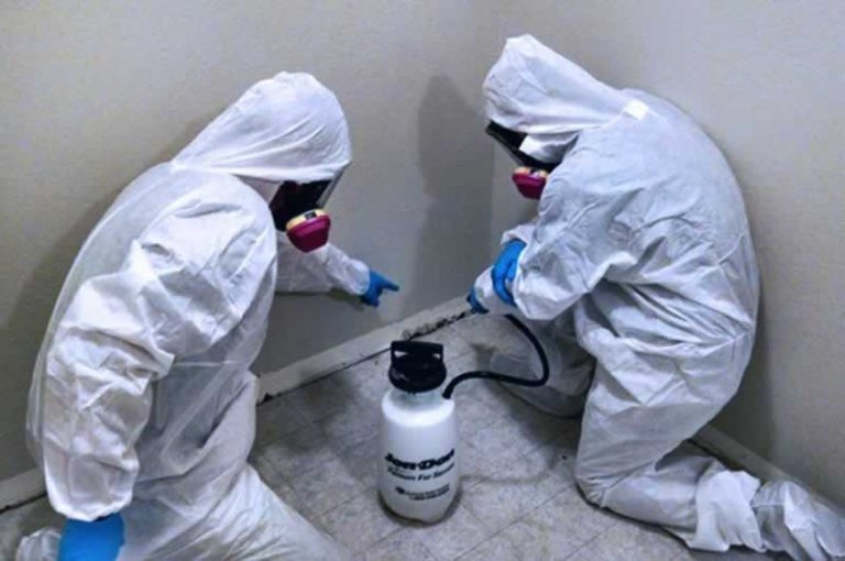 How to Determine What Services a Mold Removal Company Provides