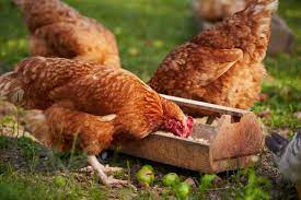 What Is Typical Chicken Feed?