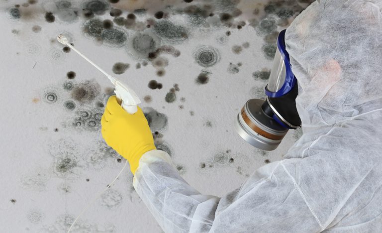 Why Choosing Professional Mold Removal Services are Important? Find out