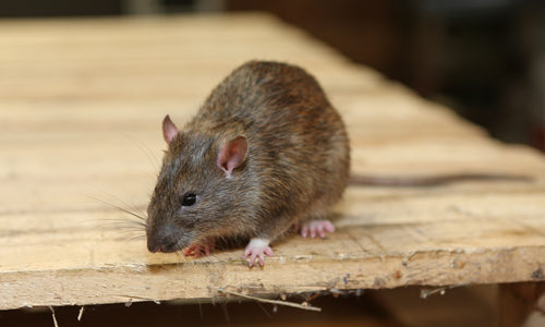 Easy Follow Steps To Keep Rodents Away