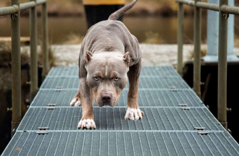 Blue pit bulls are a great breed