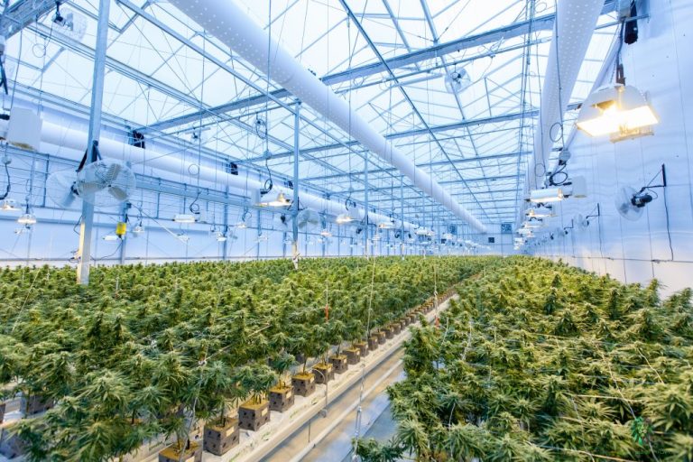 5 Reasons Cannabis Industry Is Growing Rapidly