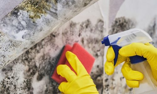 Three Unsettling Mold Statistics That Will Make You Call Right Away