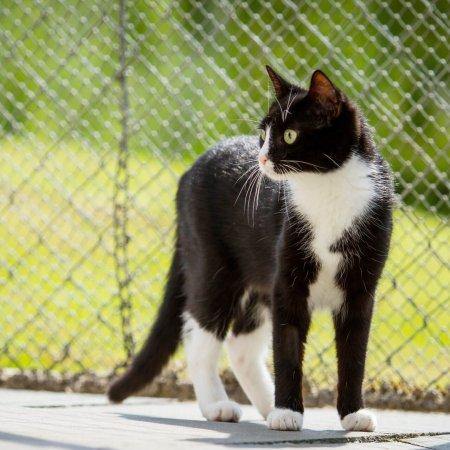 Here are 14 tips and tricks for cat-proofing a fence