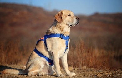 Service Dog Training For the Hunting Dog