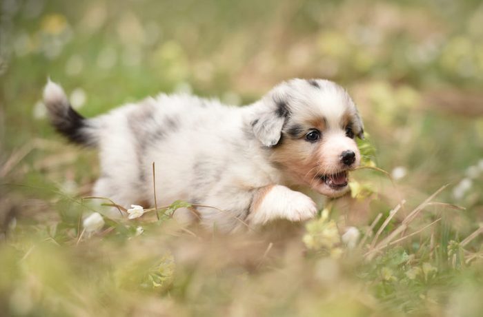 The 12 Cutest Dog Breeds In The World