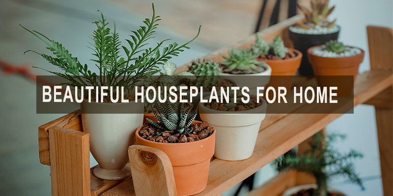 beautiful houseplants for home