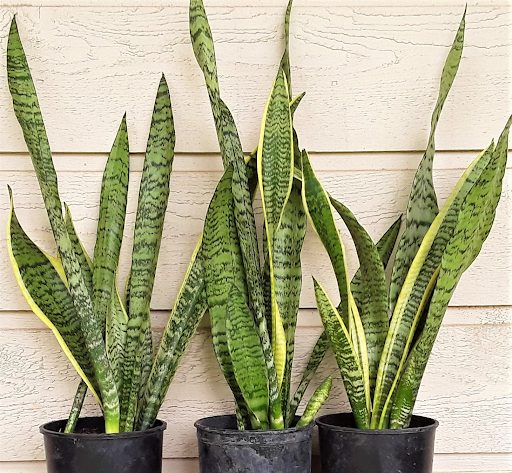 Sansevieria: An Easy-Care Houseplant That Cleans The Air